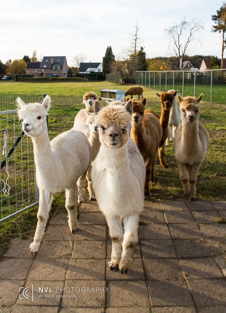©Alpacareckheim