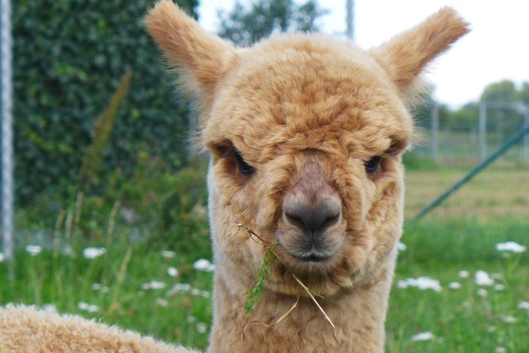 ©Alpacareckheim